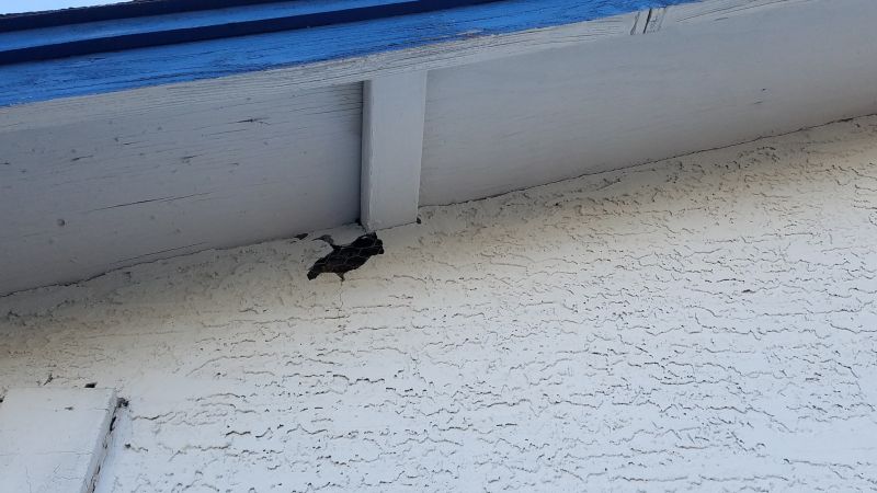 Synthetic Stucco Repair in Sonoma County, CA